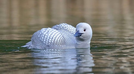Photographer Reunites With Rare White Loon After Years of Searching