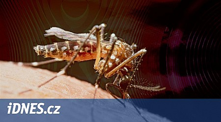 Bolesti, závratě, průjmy. Horečku dengue si vozí z ciziny čím dál víc Čechů