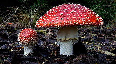 Emerging Psychedelic Mushroom Alternative More Toxic than Fentanyl, New Research Suggests