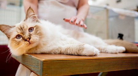 Scientists studied 8,000 cats to determine which breeds live the longest, and it could help you become a better pet owner