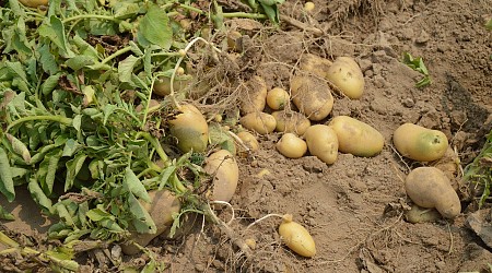 Unraveling the origin and global spread of the potato blight pathogen