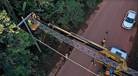 How Can New Bridges In Brazil Help Monkeys Cross A Highway?