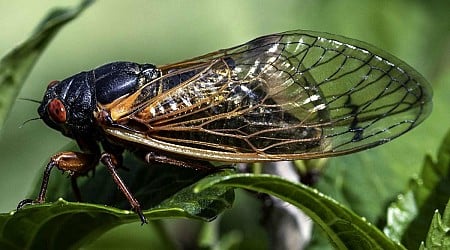 Cicadas in Chicago Will Become Infected with STD That Makes Them ‘Zombies’ and Causes Genitals to Fall Off
