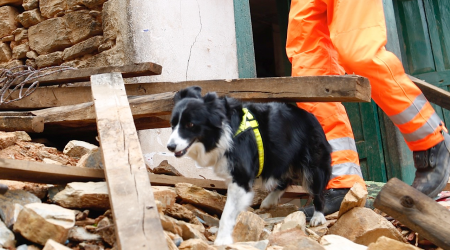 Startup está buscando ajuda dos cães para prever terremotos