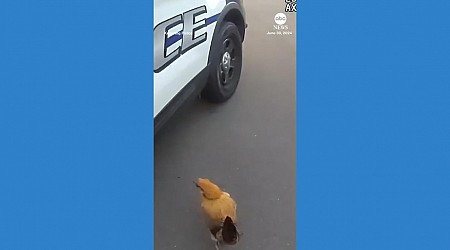 WATCH: Loose chickens lead officers on chase around neighborhood