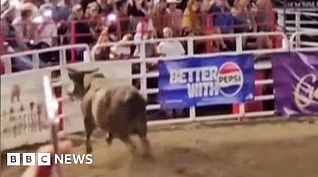Watch: Moment rodeo bull hops arena fence and shocks crowd