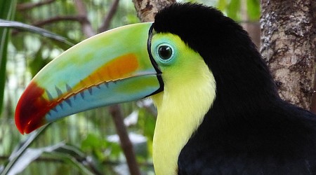 Cocaine trafficking threatens critical bird habitats, new study shows