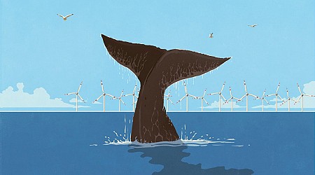 Whales Are Dying but Not from Offshore Wind