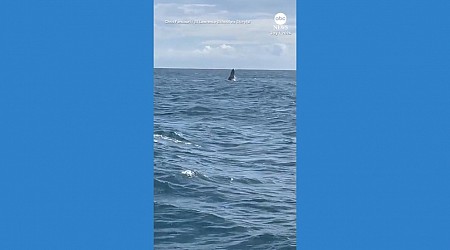 WATCH: Schoolchildren scream with delight as whale breaches in English Channel