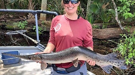 Florida researchers find unusual crooked fish in Silver Glen Springs