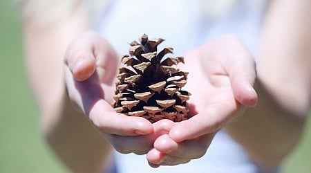 Easy Hack to Predict the Weather Using a Pine Cone