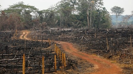 Colombia deforestation fell to historic low last year
