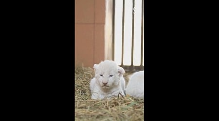 WATCH: Zoo shows off white lion cubs