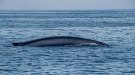 Rare blue whale spotted by whale watchers in Massachusetts waters
