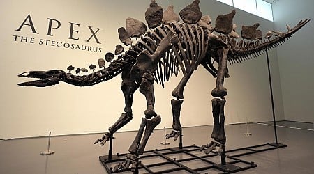 Stegosaurus skeleton auction likely to draw millions - and criticism