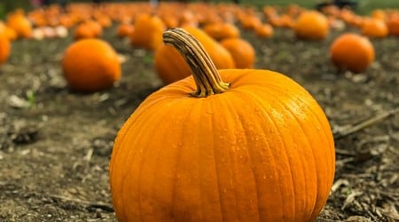 Study finds pumpkin pathogen not evolving, which could make a difference for management