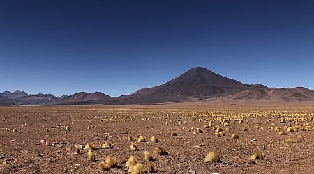 Com El Niño, flores nascem antes da hora no Deserto do Atacama