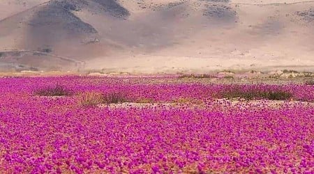 Deserto do Atacama está roxo – entenda como isso aconteceu