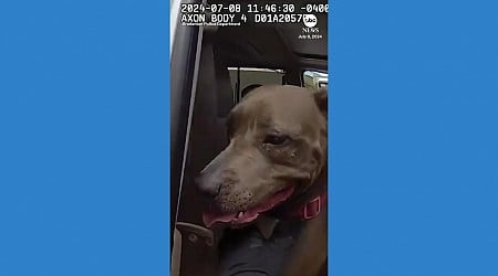 WATCH: Florida police smash window to rescue dog from hot car