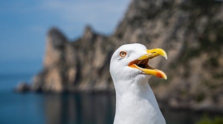 ‘Very Annoyed’ Seagulls Are Waging War on NYC’s Beach Drones