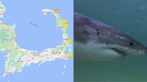 Mass. shark tracker: Interactive map with real-time tools shows where great whites are lurking
