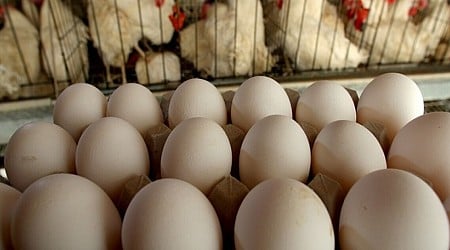 CO poultry workers test positive for bird flu after outbreak at egg facility
