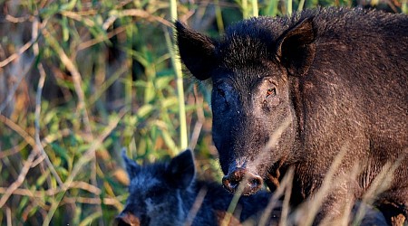 Dangerous feral hogs that destroy lawns and eat plastic are growing across the US, and states can't kill them fast enough
