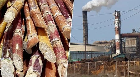 Cuba afronta la mayor crisis existencial de su economía: el colapso de la industria del azúcar