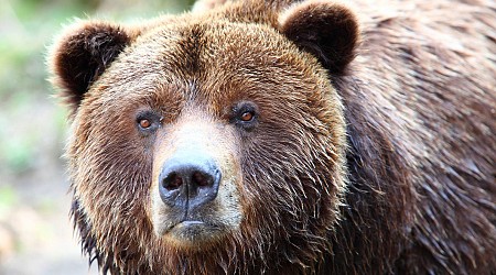 Photographer Loses $20K Legal Battle Over Traffic Ticket for Wounded Grizzly Bear