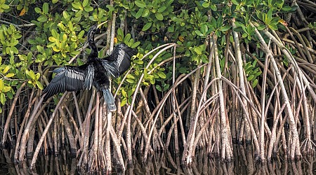 Mangrove Trees Are on the Move, Taking the Tropics with Them