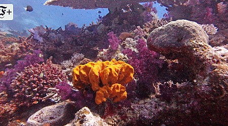 Wie Digitalisierung hilft, Korallenriffe zu retten