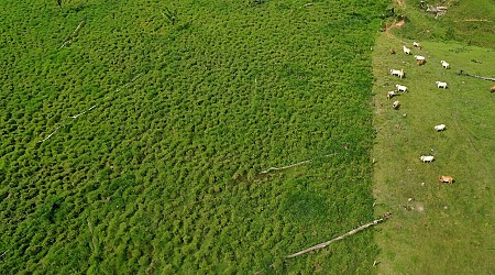 Colombia hails deforestation drop