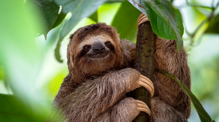 Sloth Thinking Of Maybe Hanging From Tree For Another 80 Hours