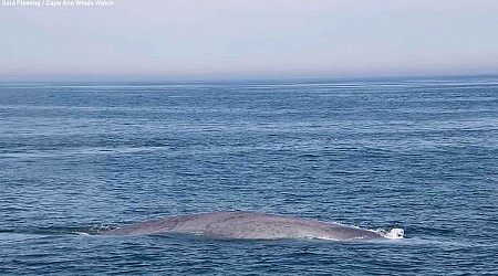 WATCH: Massive blue whale seen off the coast of Massachusetts in rare back-to-back sightings