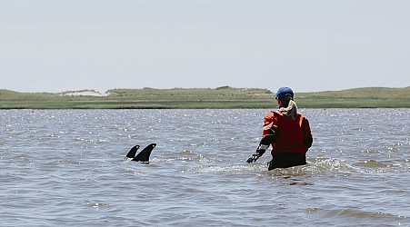 Rescuers try to keep dolphins away from Cape Cod shallows after a mass stranding