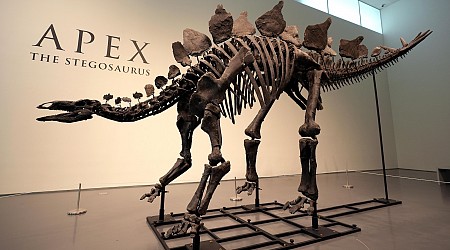Stegosaurus remains up for auction show signs of arthritis