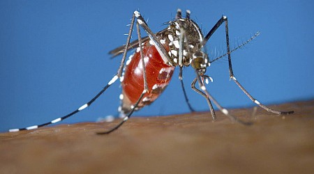 Premier cas autochtone de dengue : «Les moustiques tigres émergent de plus en plus tôt dans l’année»