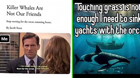 21 Revolutionary Orca Memes for Anyone Sick of the Rich