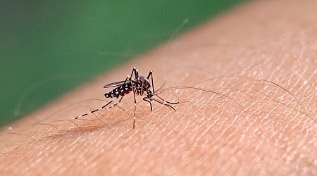 Hundreds of NY, NJ residents diagnosed with dengue fever