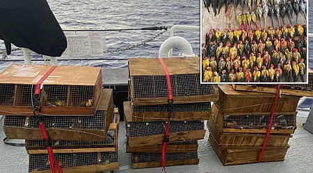Migrants charged with smuggling exotic birds to US soil, drowning them