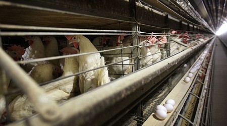 Four poultry workers in Colorado diagnosed with bird flu