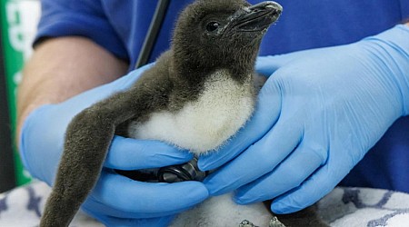 Macaroni penguin hatches at Tennessee Aquarium