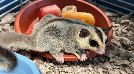 Dozens of sugar gliders will be up for adoption through MSPCA