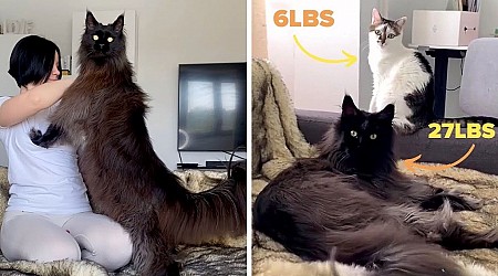Woman Who Has Always Dreamt About Having A Big Cat Gets A Giant Maine Coon That Is Almost As Big As She Is (Video)