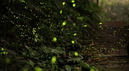 Climate change threatens overall firefly populations, study shows, but Midwest could see increase