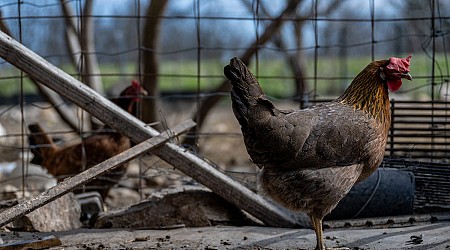 At least 4 more farm workers have bird flu