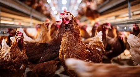 U.S. health officials confirm four new bird flu cases in Colorado poultry workers
