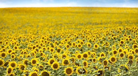North Dakota’s Sunflower Trail Will Brighten Up Your Summer