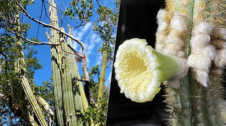 Una especie de cactus ha desaparecido en EEUU. Por primera vez, el principal sospechoso es el aumento del nivel del mar