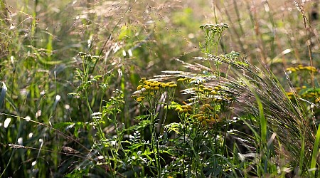 Land use impacts Minnesota's invasive tansy spread, study finds